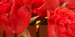 internet marketing f�r hotels g�nstig